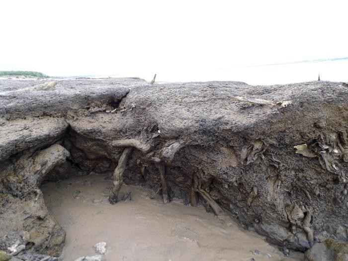 Preserved tree roots at North Ferriby