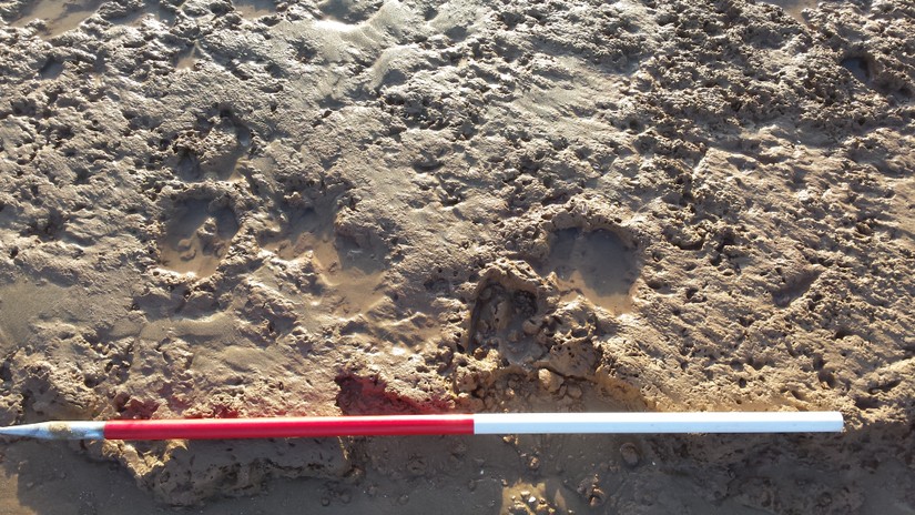 Prehistoric footprint of a deer