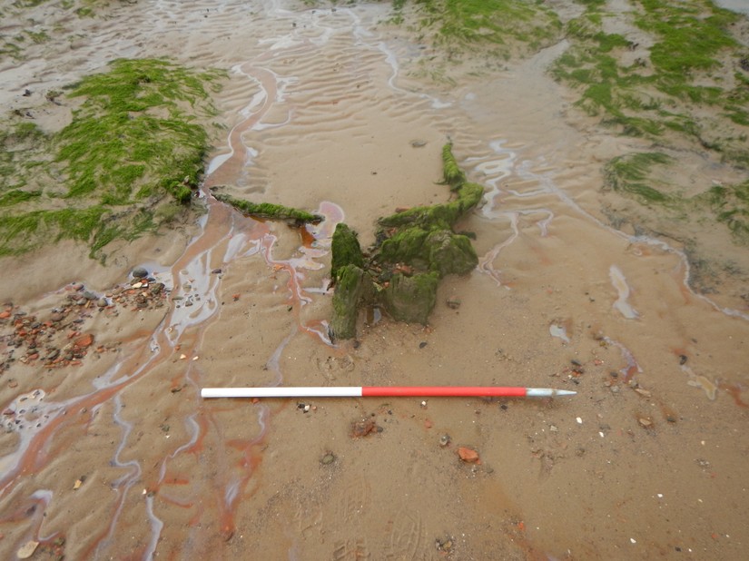 The remains of a tree stump from the submerged forest at Hightown