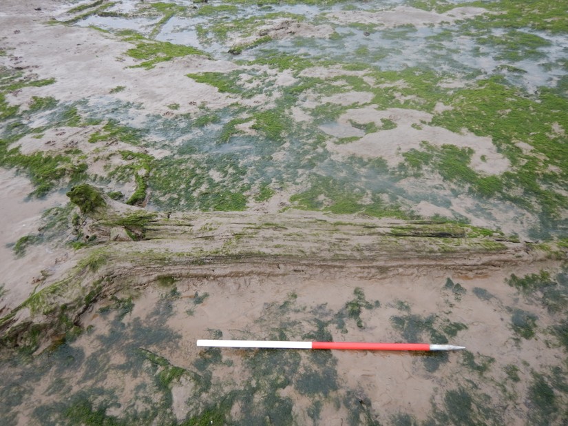 Submerged forest at Hightown