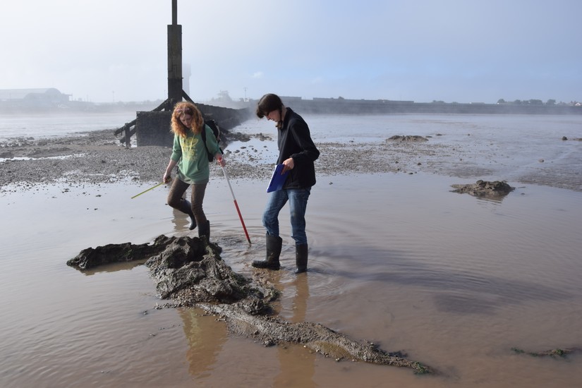 Volunteers recording the remains of trees at Cleethorpes