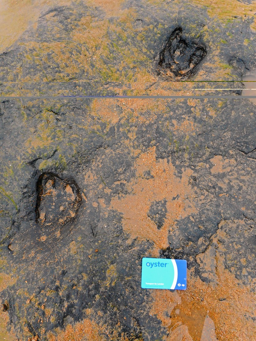 Deer footprints in the peat