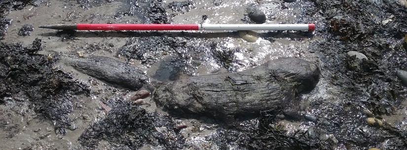 A part of the submerged forest at Howick