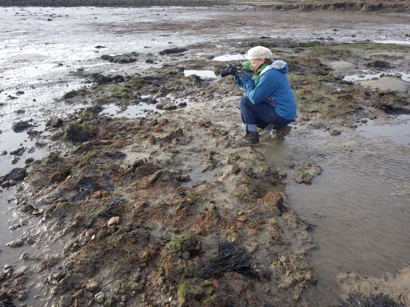 CITiZAN archaeologist Lara Band looking at saltworking remains on the tidal mudflats of Canvey Island, January 2016