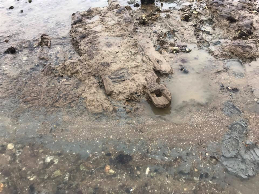 The Mersea Timbers at the moment of discovery