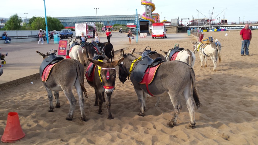 Donkeys on Skegness Beach