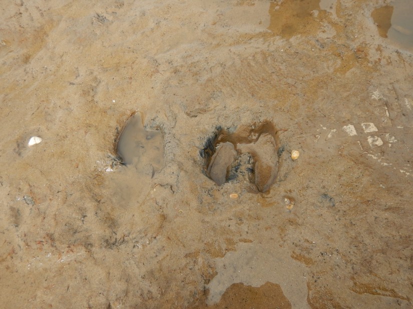 Footprint at Humberston