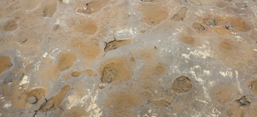 Formby Footprints