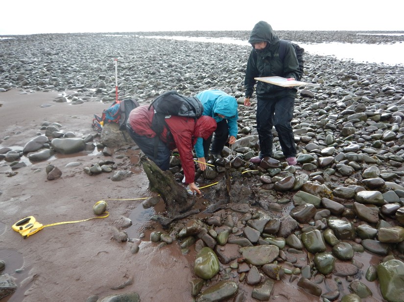 CITiZAN Southwest volunteers and staff brave the rain to record to record the submerged forest at Porlock Weir in 2016