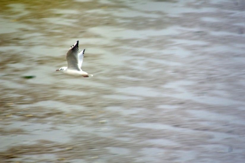 A seagull flies over the flats, Pegwell Bay Hoverport, 2019