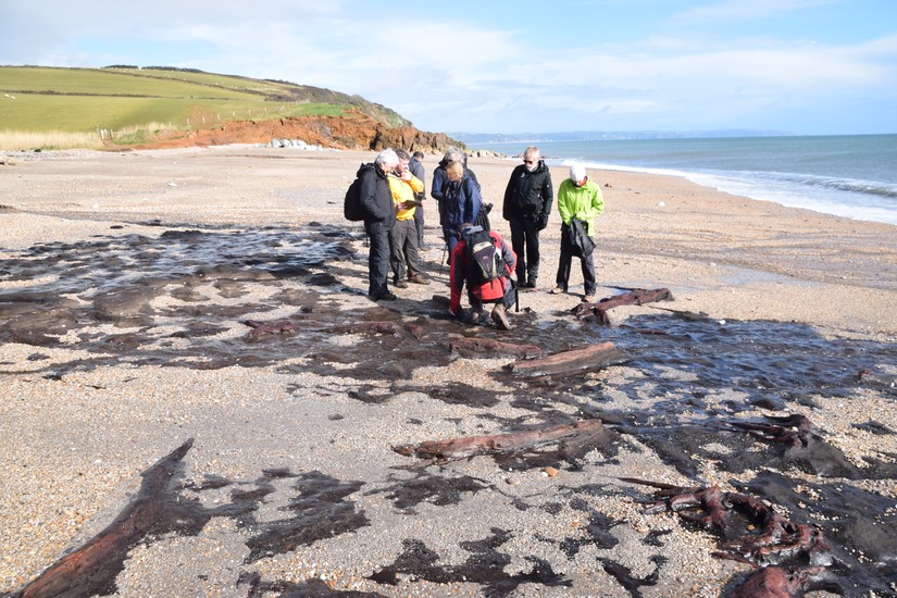 Submerged Forest at Beesands. Above, Grant explains how the submerged forest came to be.