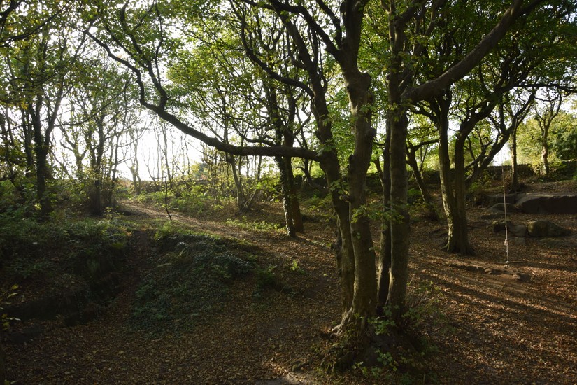 Inside the walled garden is a semi-wild woodland