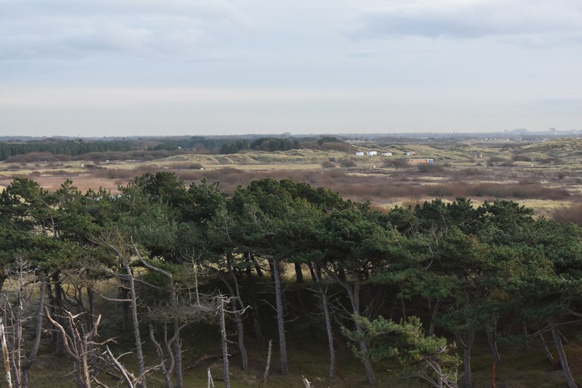 Stands of pine amidst the sand dunes