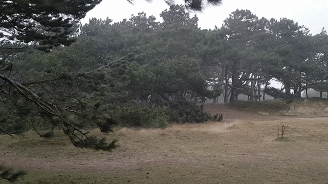 Windswept pines