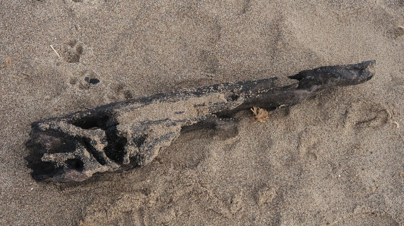 A piece of probable Bronze Age tree washed on to the beach