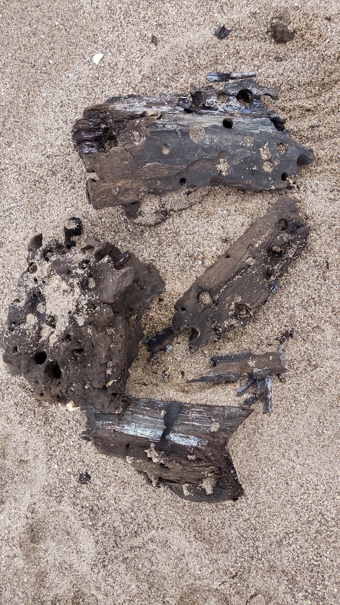 Some of fragments of peat and pieces of wood washed up on Sutton-on-Sea beach